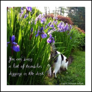 Odin-cat-garden-quote-digging-iris