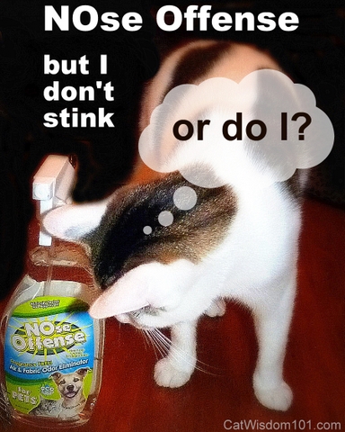 Cat Odor
