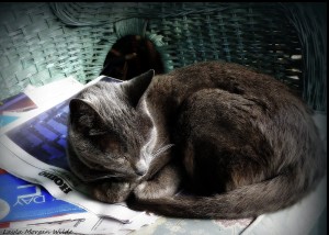 cat-newspaper-napping-cat wisdom 101