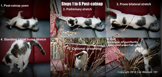 http://catwisdom101.com/wp-content/uploads/2012/03/catnap-instructions-LOL-cat-cat-wisdom-101.jpg