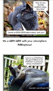 LOL-cat-cat wisdom 101