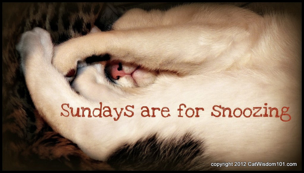 sunday-snooze-cat-cute-cat wisdom 101-art