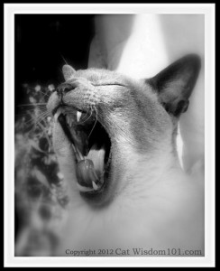 Asthma-cat-black-white-photography-siamese