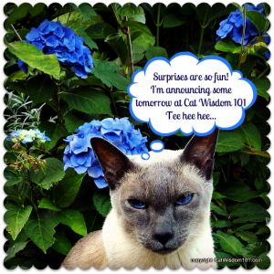 birthday-cat-monday-merlin-surprise