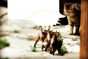 caption-contest-cat-cute-kittens