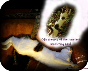 scratching-post-cat-dream-tips