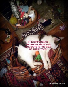 Cat-toys-odin-quote-men-size-mancat