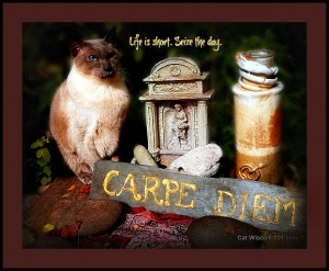 carpe-diem-cat-quote-merlin