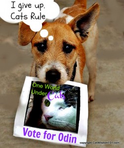 cat-funny-dog-ruler-world-contest