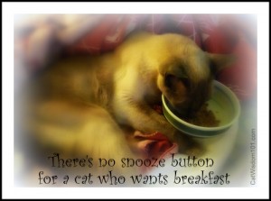 cat-quote-snooze-button-breakfast-merlin