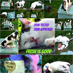 violetta designs-catnip toys-odin-cat