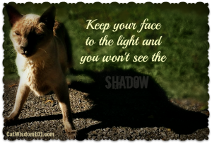 merlin-cat-quote-shadow-light-optimism