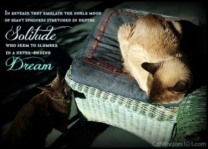 Merlin-gris gris-sunbathing-cats-quote
