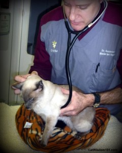 vet 101-exam-dr. goldstein-merlin-kitty-kuddly-mobile vet