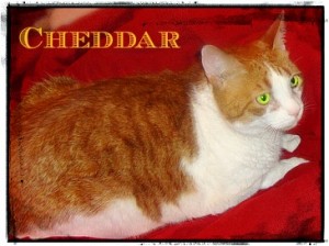Cheddar-cat-FLUTD-Kathryn Esplin