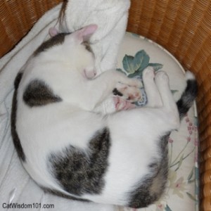 sweet-cat-napping-odin