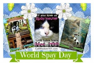 Spay-day-pets-cats-neuter
