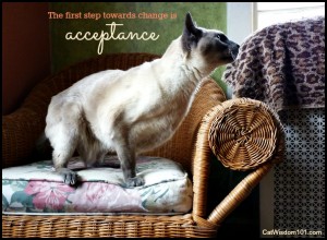 Merlin-cat-siamese-quote-vision-acceptance