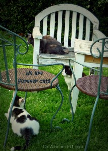 cat-adoption-maddies fund-