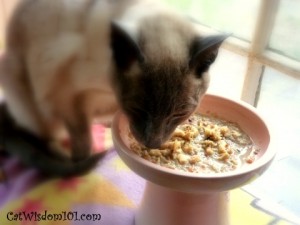 cat-merlin-oracle-cat food