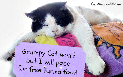 cat-quote-purina-sweepstakes-picture paw fect