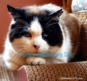 cats-happy mother's day