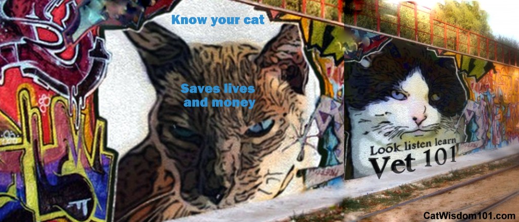 vet 101-cat examination-diy cat check up