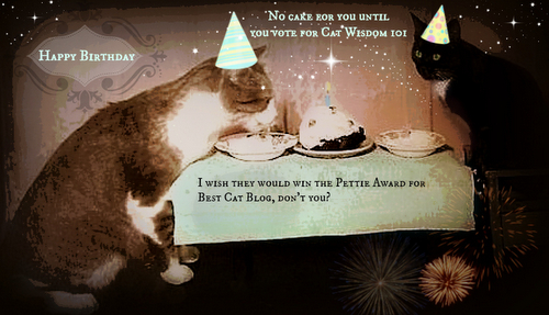 Pin Funny Cat Birthday Wishes on Pinterest