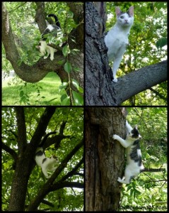 Cat-tree-odin-collage