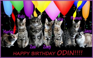 Birthday-card-cats-cat wisdom 101