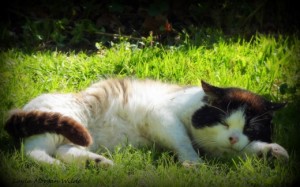 feral-cat-domino-hot-quote-summer