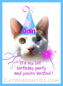 Cat-wisdom-birthday-odin