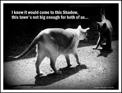 Cats-black white photography-humor