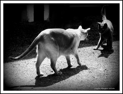 Cats-black-white-photography-cat-wisdom1.jpg