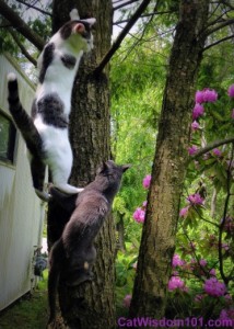 Cats-climbing-trees-humor