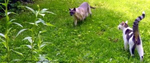 Cats-outdoors-garden-catwisdom101