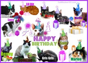 Cats-wisdom 101-birthday-collage