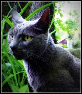 Gris Gris-cat-portrait-catwisdom101