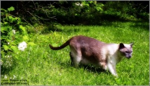 Merlin-cat-garden-catwisdom101-grass