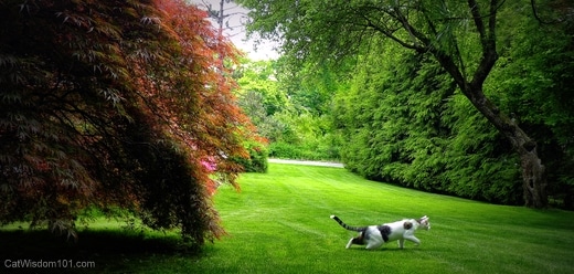 Cat-running-lawn-odin
