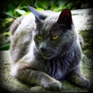Gris gris cat wisdom 101-gray cat