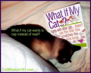 What-if-my-cat-book-review