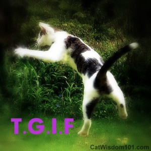cat-jumping-humor-quote-tgif-odin