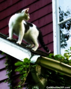 cat-on-roof-odin