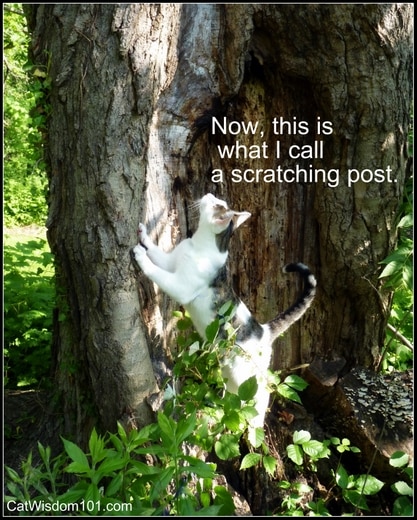 cat scratching tree