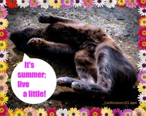 cat-summer-wisdom-humor