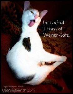 cat wisdom 101-weiner gate-humor-cat-odin
