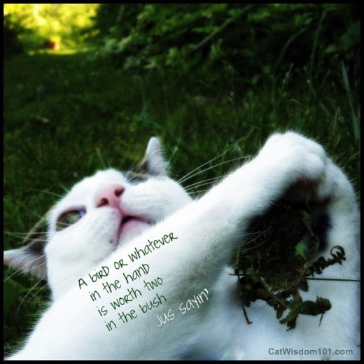 cat-wisdom-bird-in-hand-quote-cute-humor