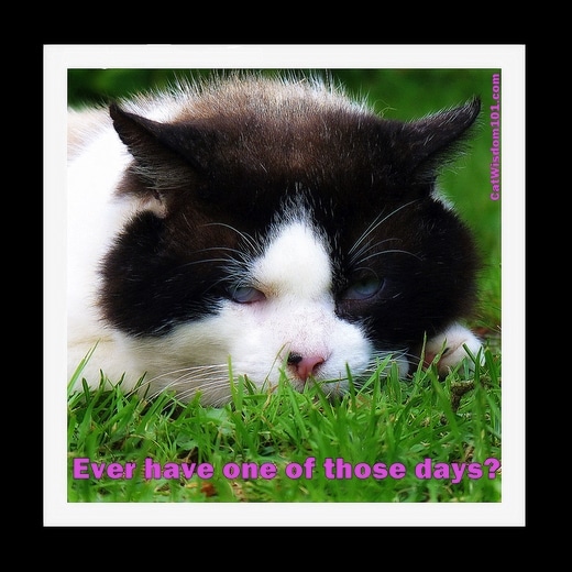 cat-wisdom-domino-feral-one of those days-