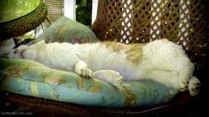 cat wisdom-feral-cat-sleeping-cute